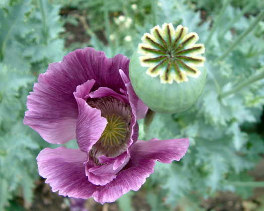 Flower photograph: poppy and seed head